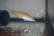 Jade Wrasse